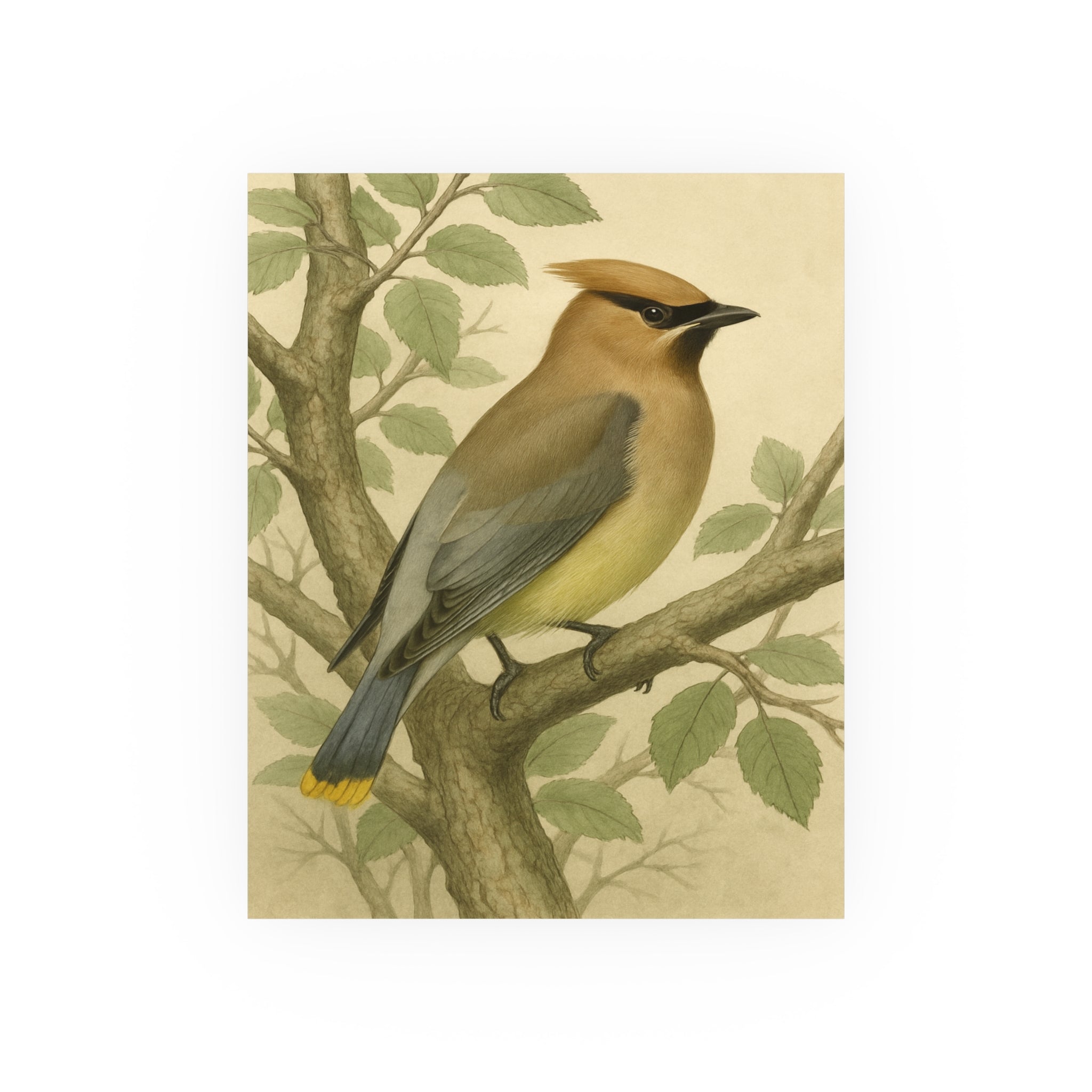Wildlife Print - Cedar Waxwing