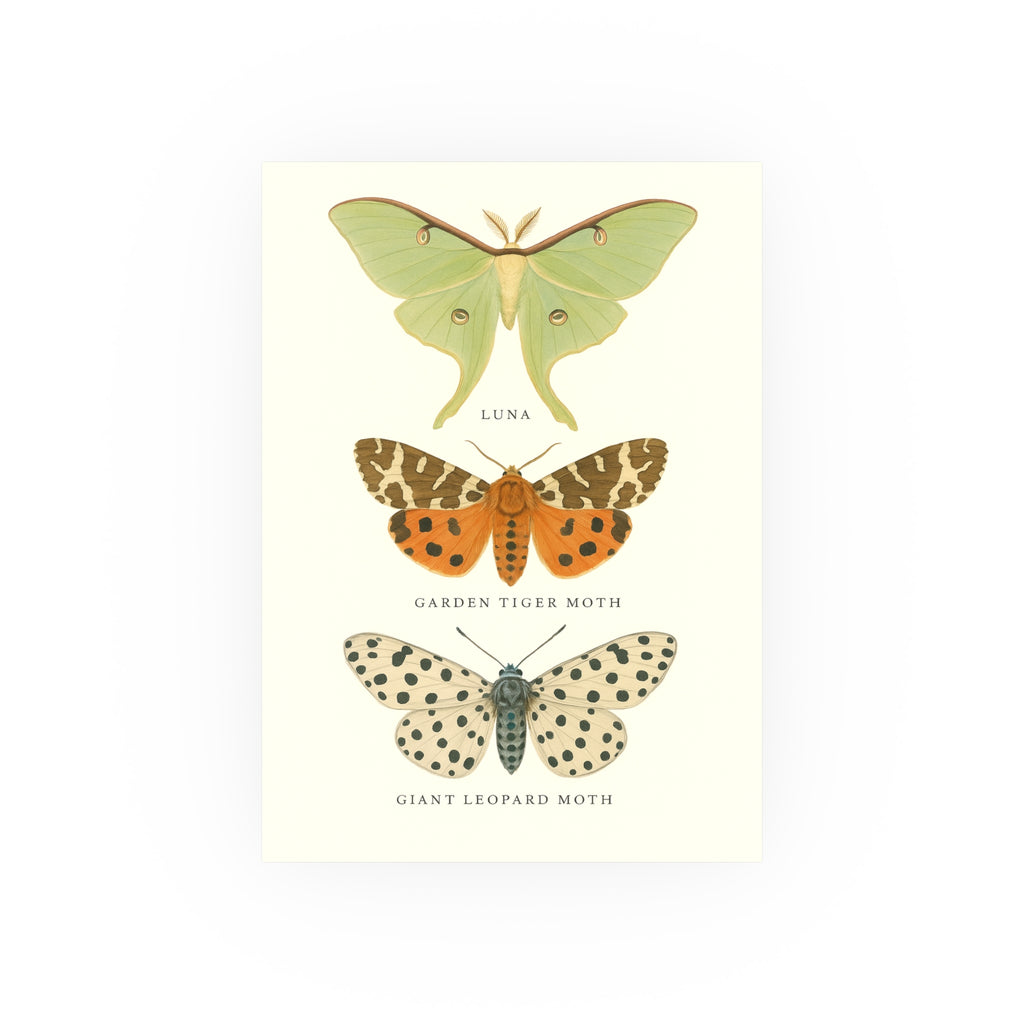 Wildlife Print - Beautiful Butterflies
