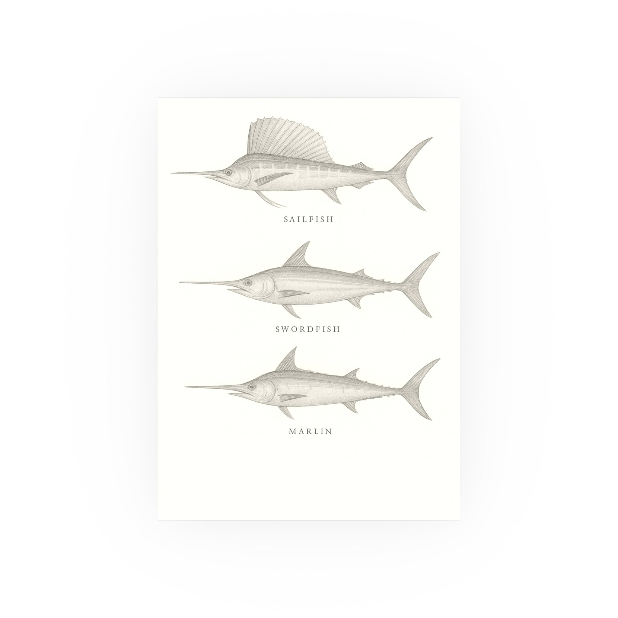 Wildlife Print - Billfish Sketch