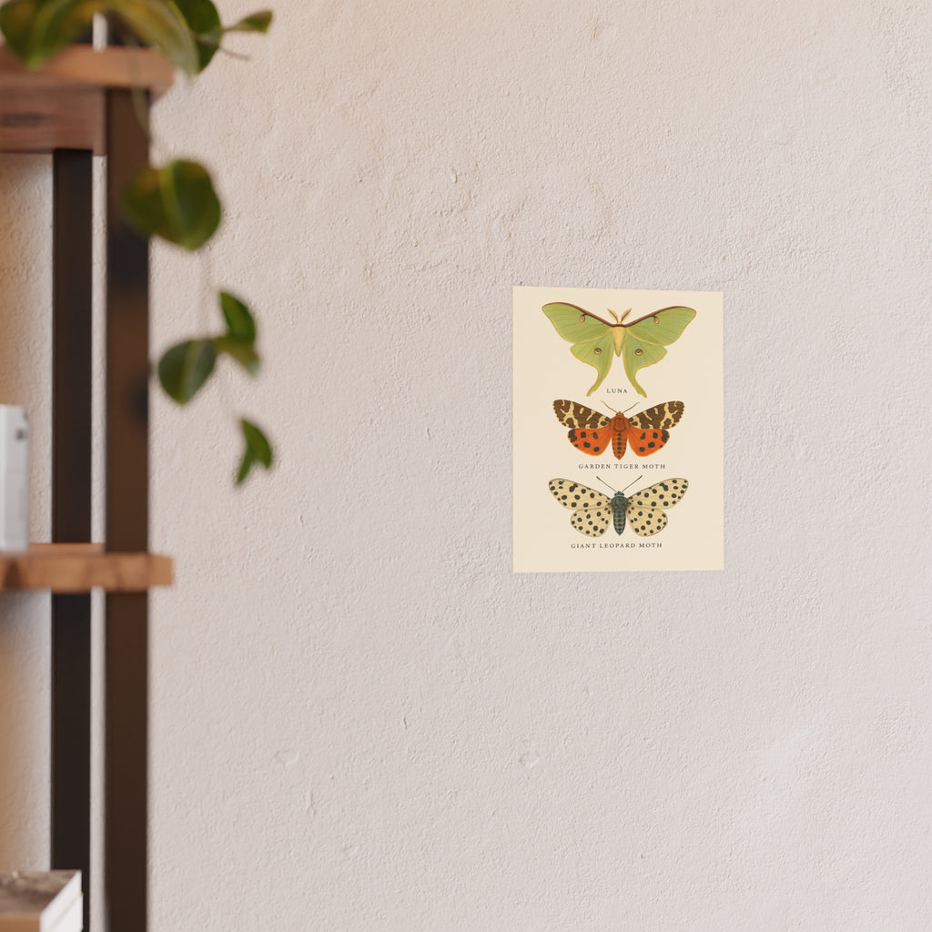 Wildlife Print - Beautiful Butterflies