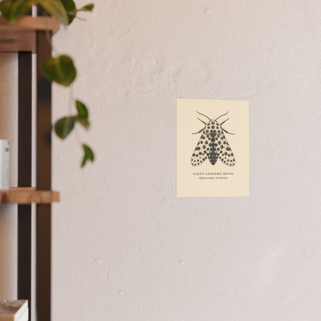 Wildlife Print - Giant Leopard Moth