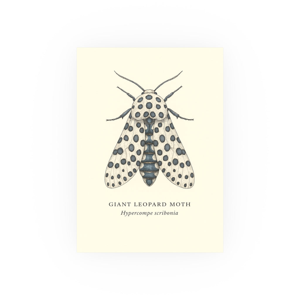 Wildlife Print - Giant Leopard Moth