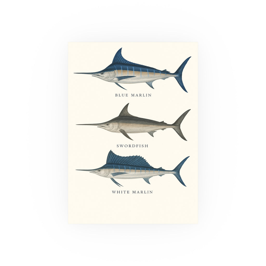 Wildlife Print - Billfish