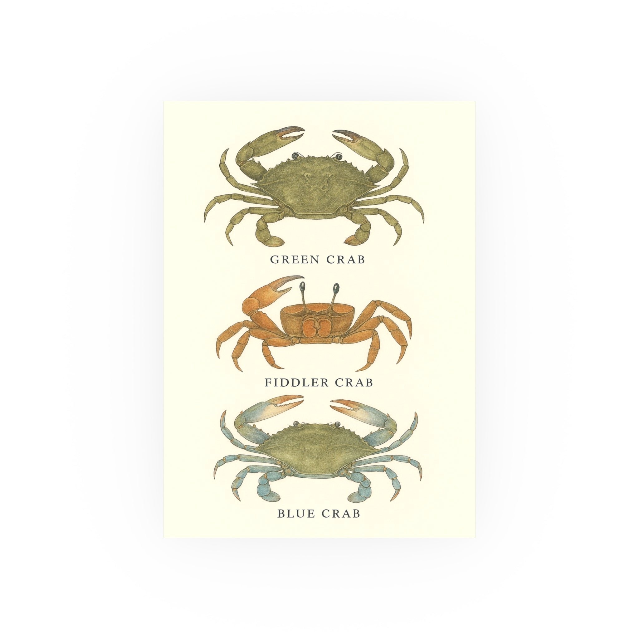 Wildlife Print - Ocean Crabs
