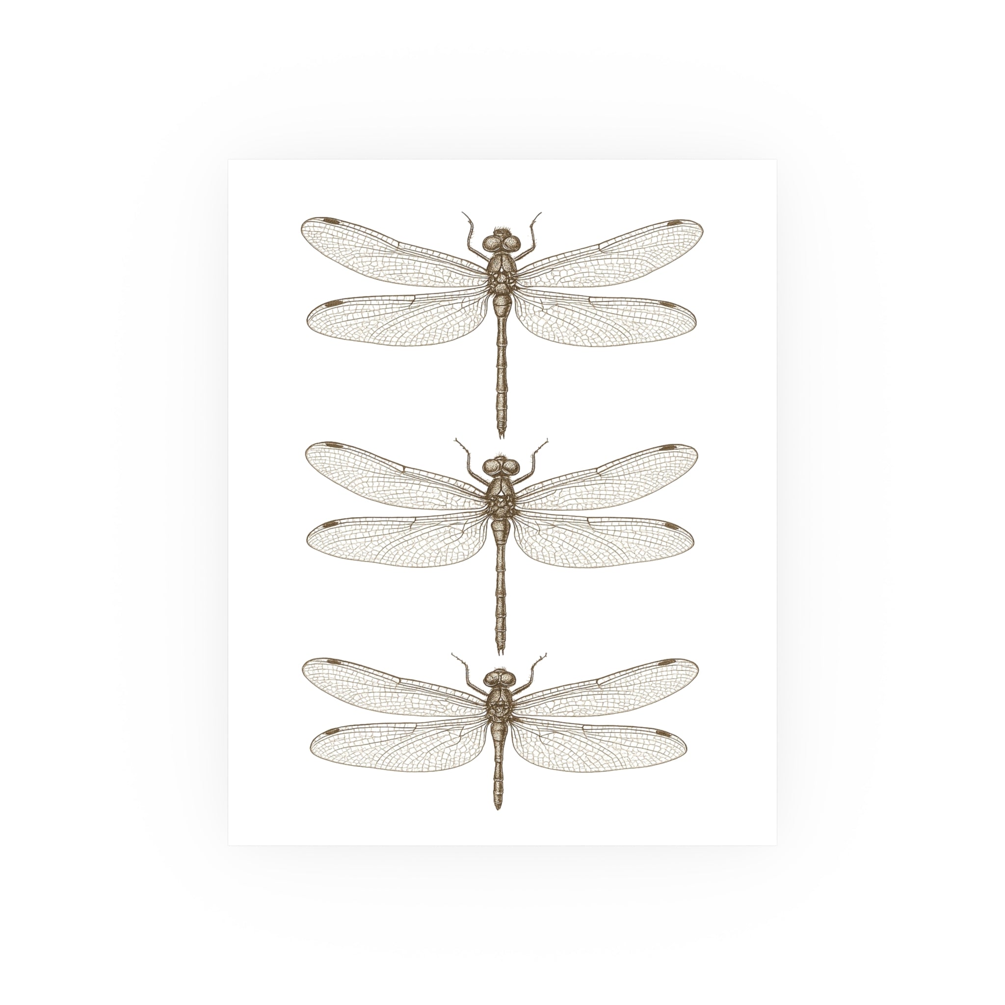 Wildlife Print - Three Dragonflies