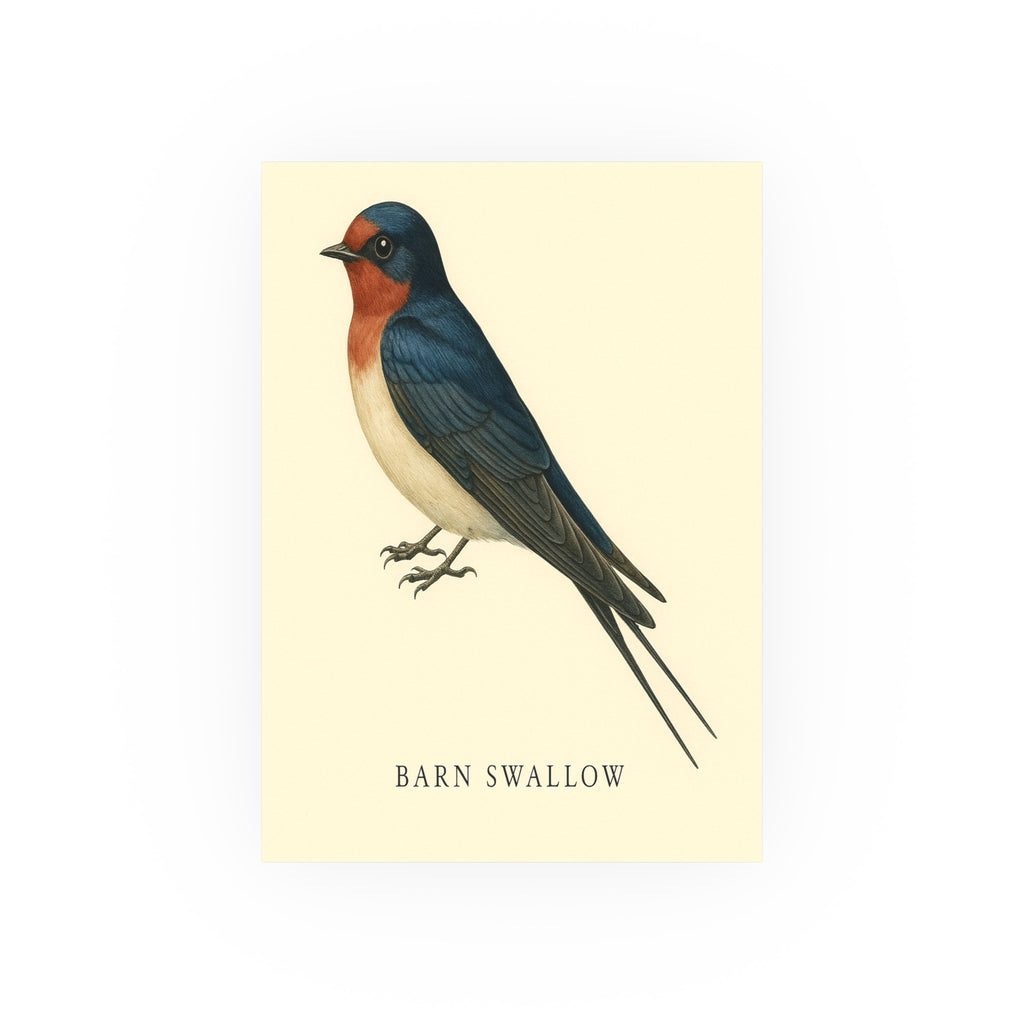 Wildlife Print - Barn Swallow