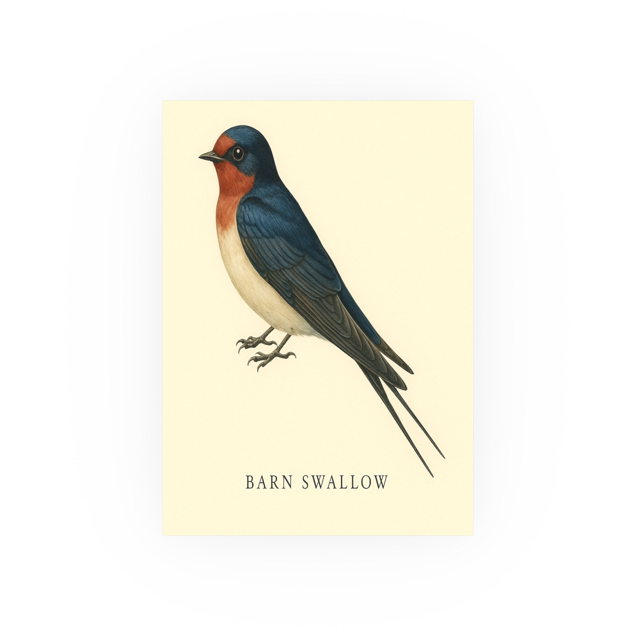 Wildlife Print - Barn Swallow