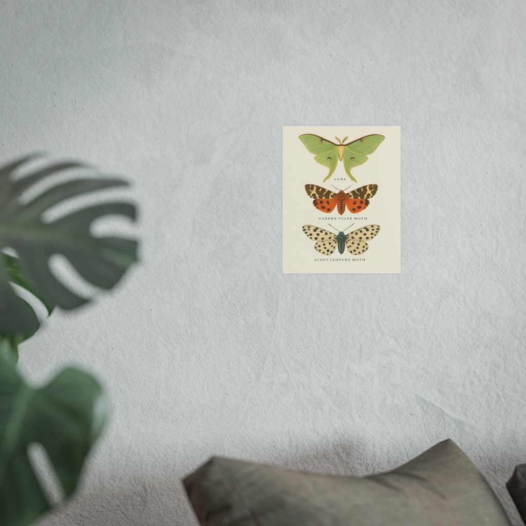 Wildlife Print - Beautiful Butterflies