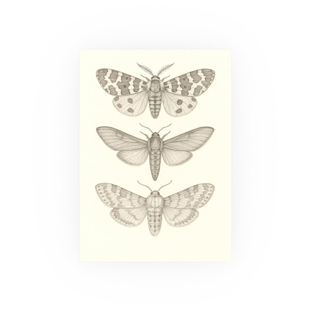 Wildlife Print - Giant Moth Sketch