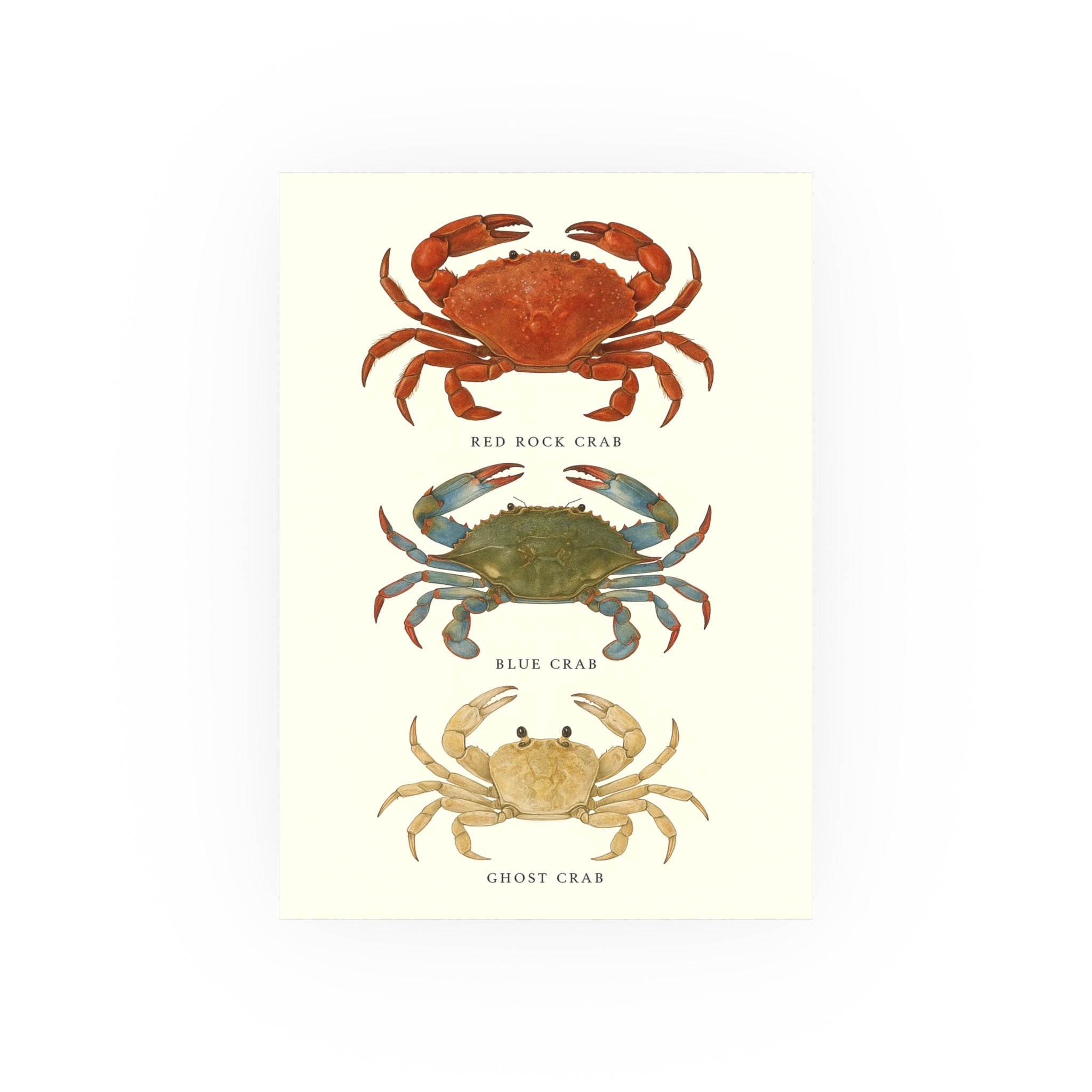 Wildlife Print - Happy Crabs